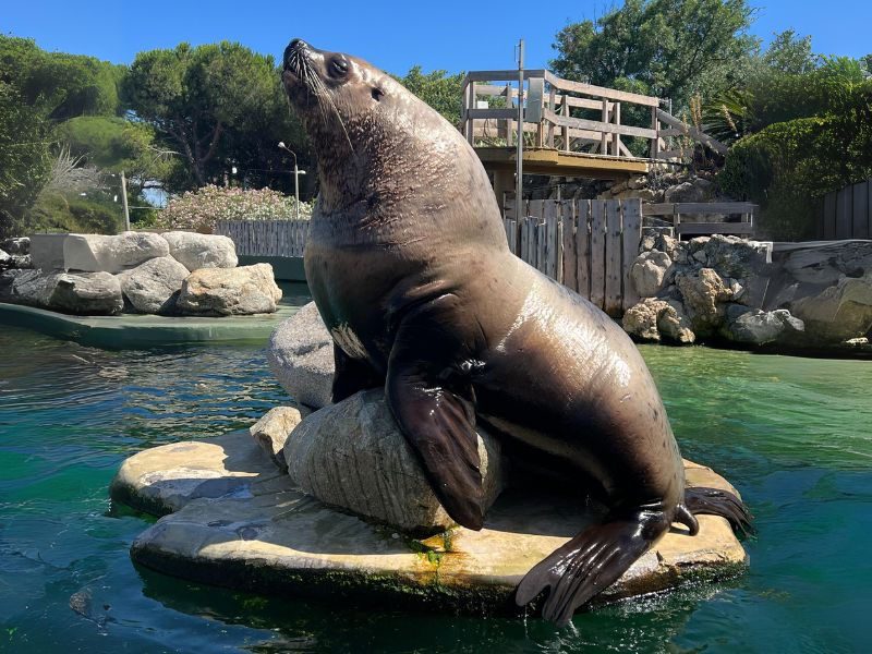 Steller Sea Lions