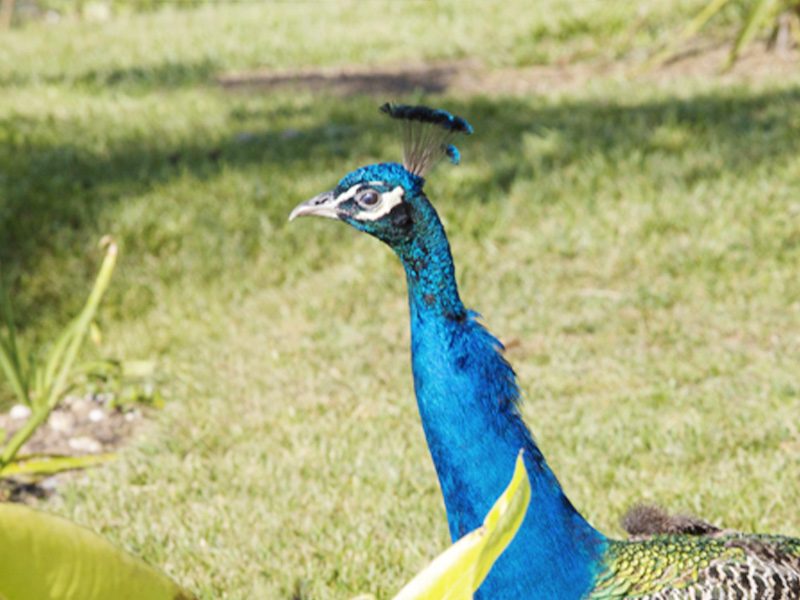 Peacock