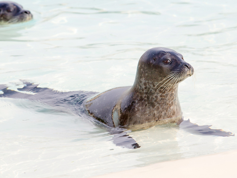 Animals-Harbour-Seal
