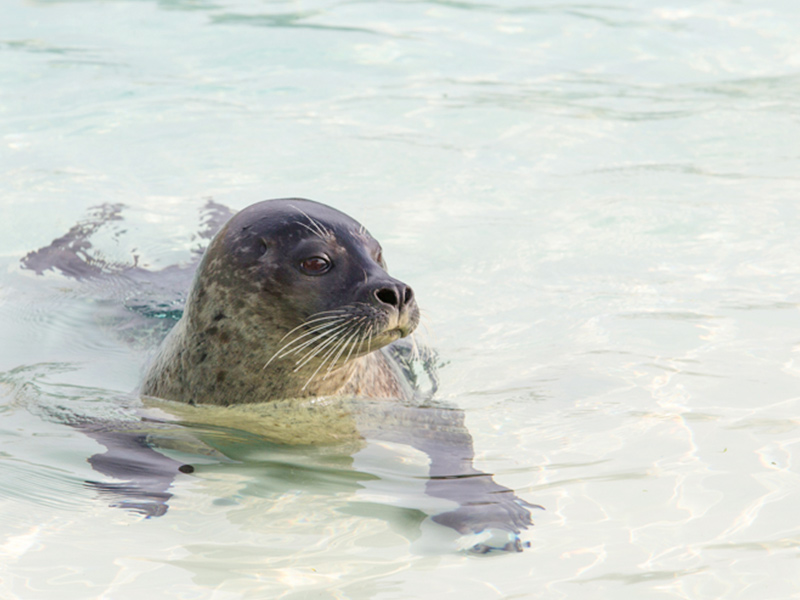Animals-Harbour-Seal