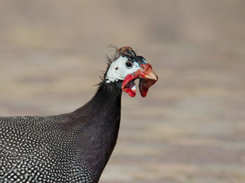 Guineafowl