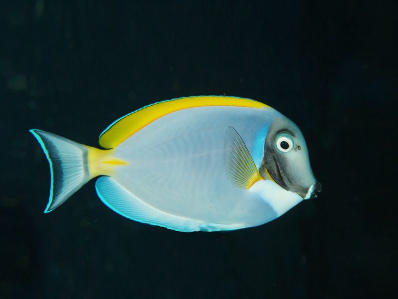 Poisson chirurgien bleu