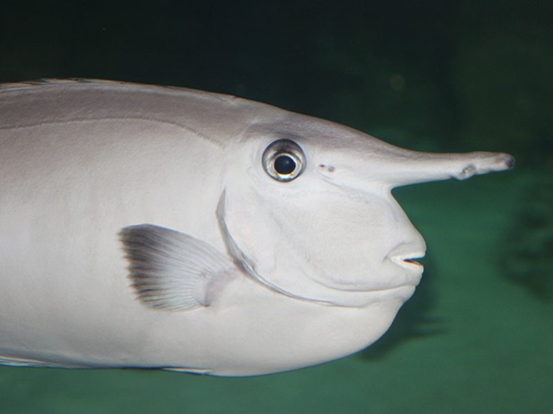 Whitemargin Unicorn Fish