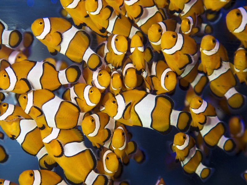 Clownfish