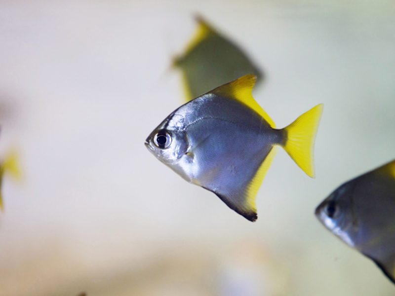 Poisson lune argenté