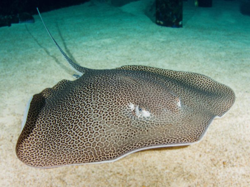 Leopard Stingray