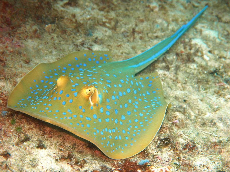 Bluespotted Stingray