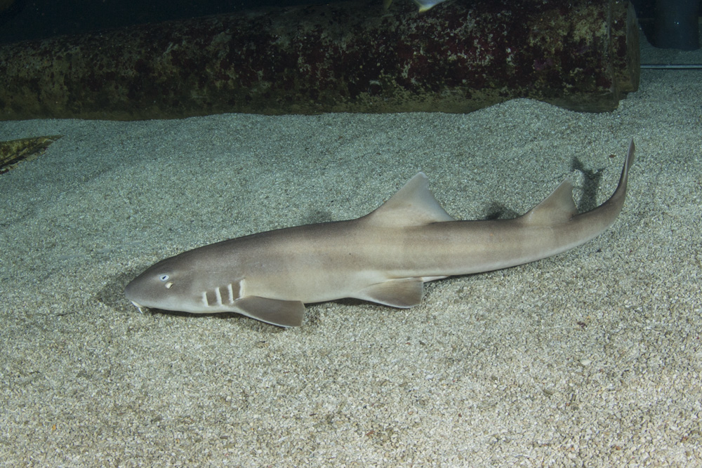 Brownbanded bamboo shark