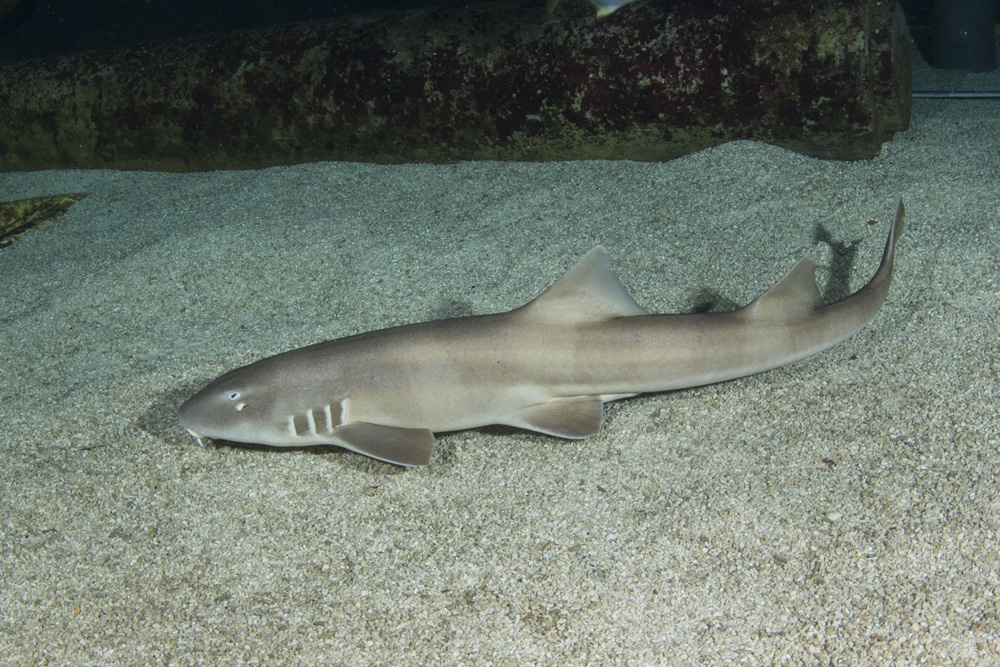 Brownbanded bamboo shark | Marineland