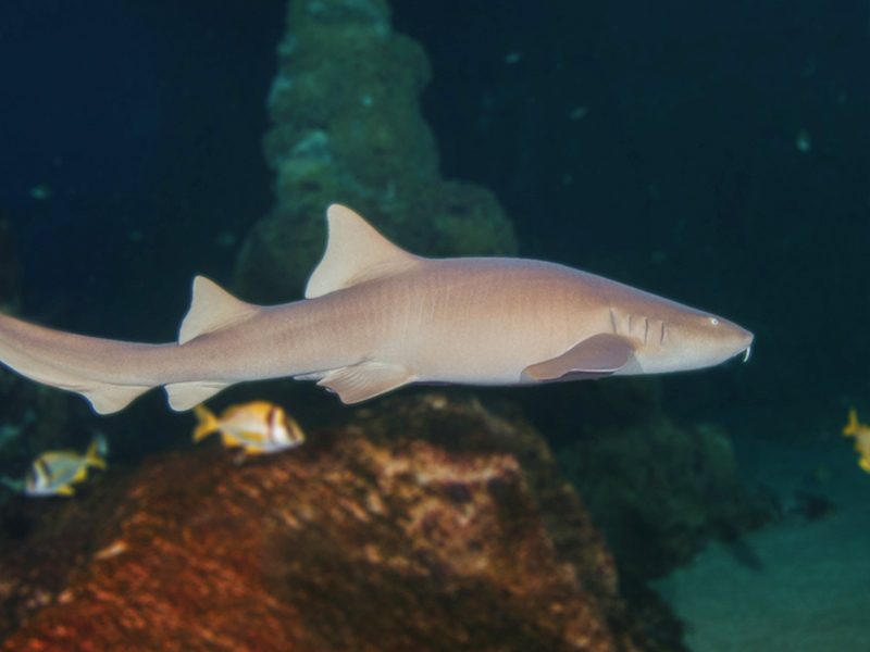 Nurse Shark