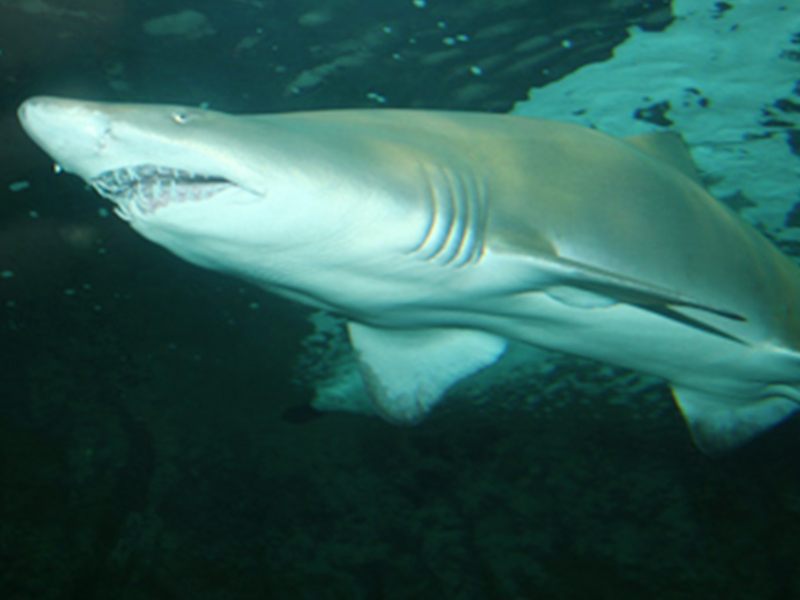 Requin Taureau