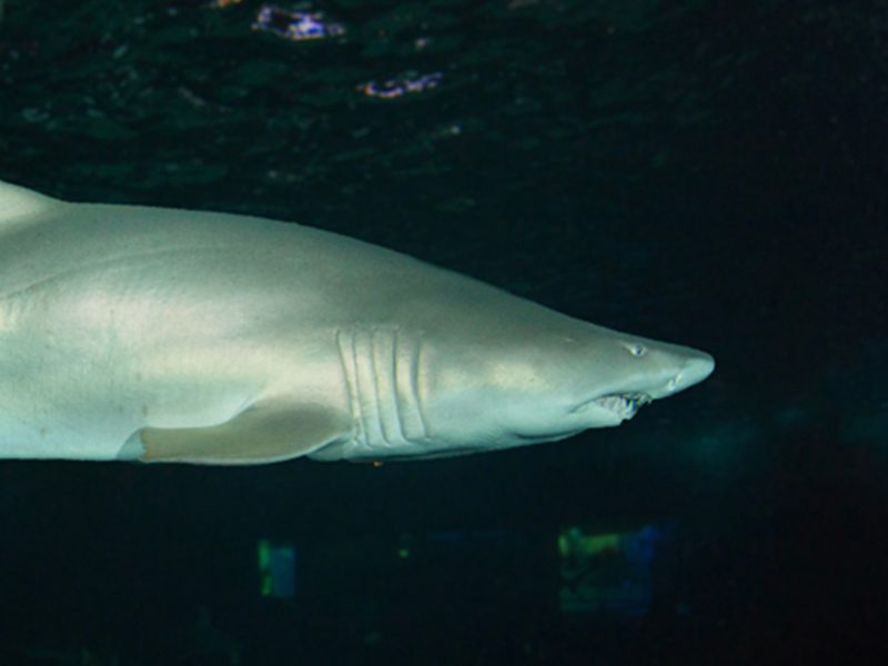 Bull Shark