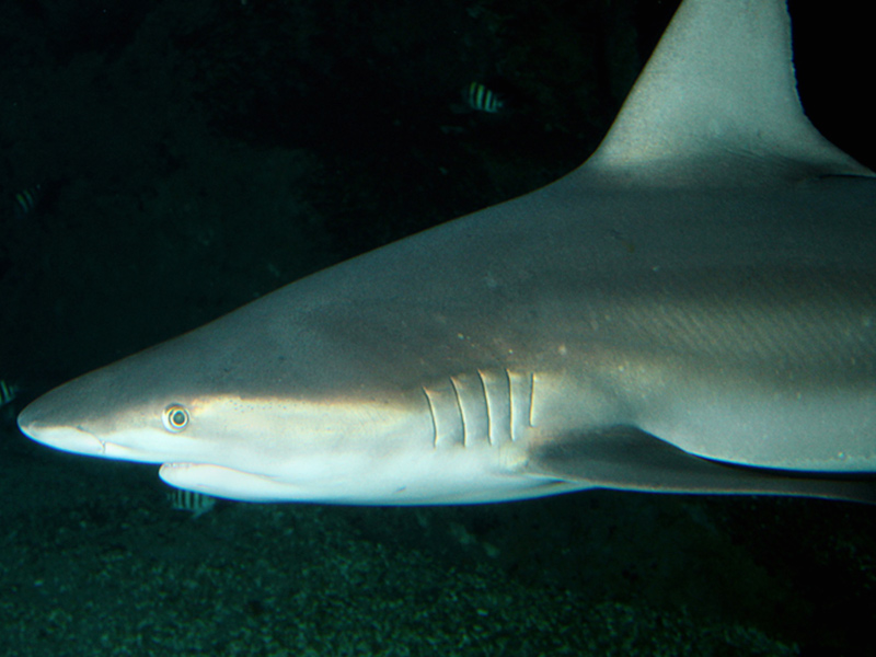 Unique en France : naissance de deux bébés requins au grand