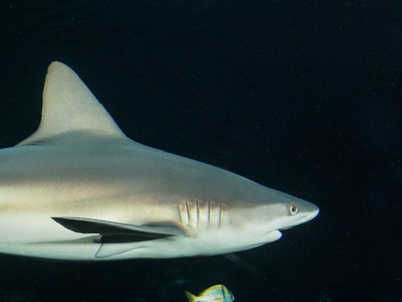 Sandbar Shark