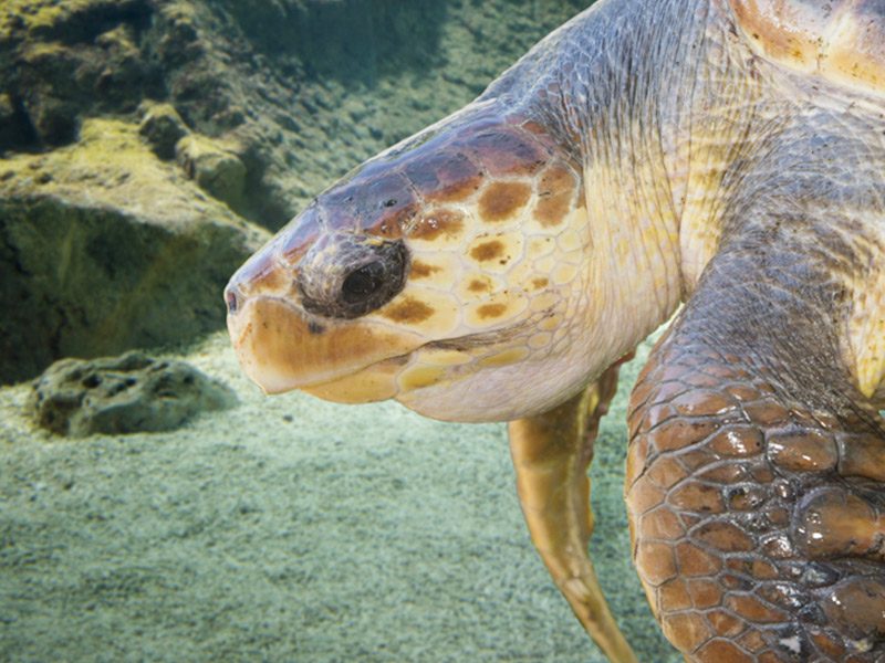 Tartaruga Caretta Caretta