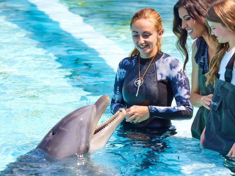 Rencontre avec les dauphins