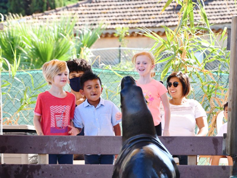 Rencontre avec les otaries