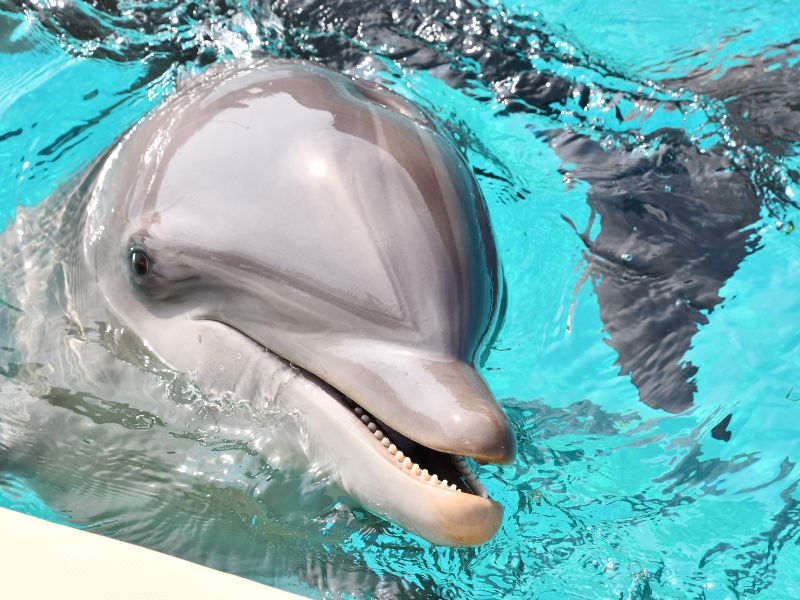 Soigneur dauphins, l'expérience inédite !