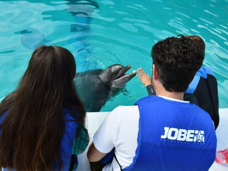 Dolphin trainer