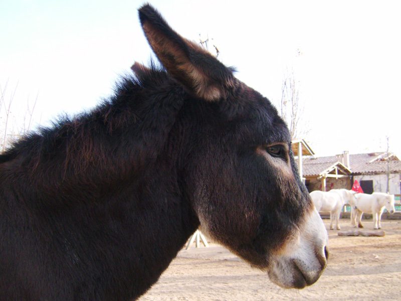 Ânes