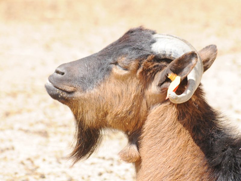 Pygmy Goat