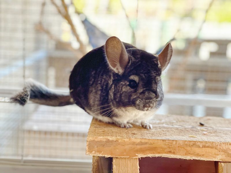 Chinchillas