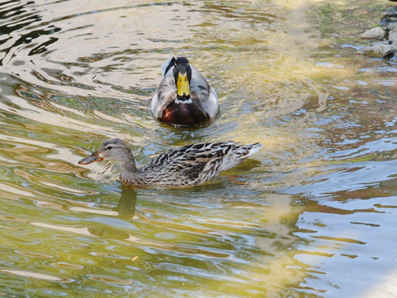 Canards Colvert