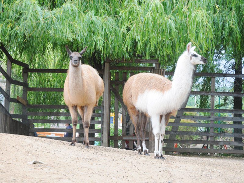 Llamas