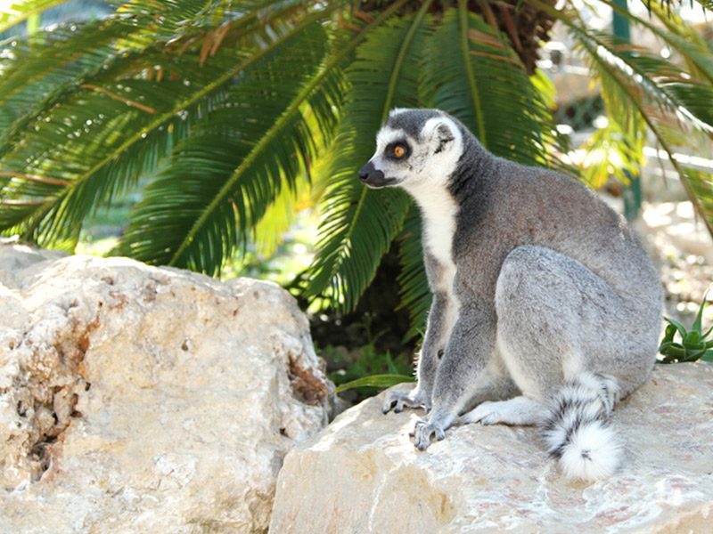 Lemurs