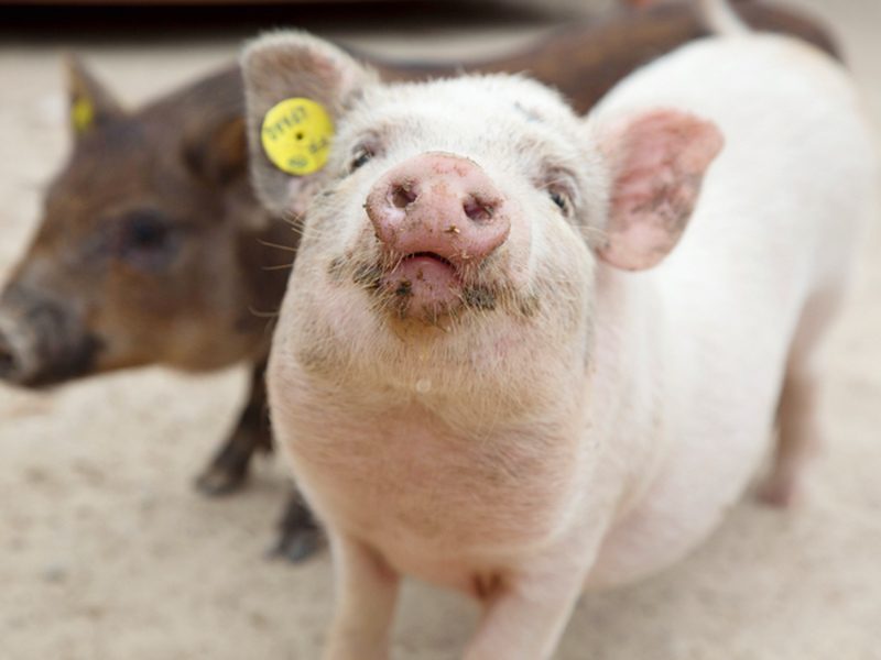 Cochons nains