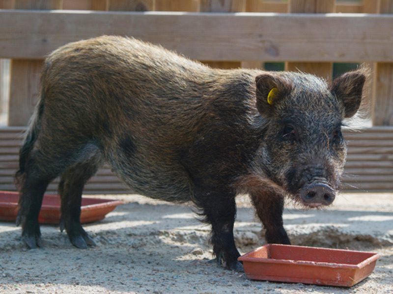 Miniature Pig