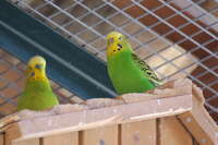 Budgerigar