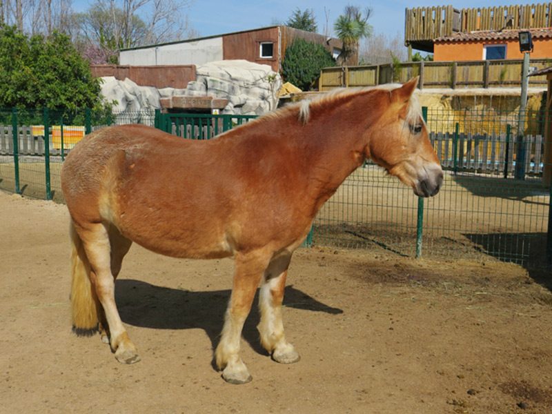 Pony