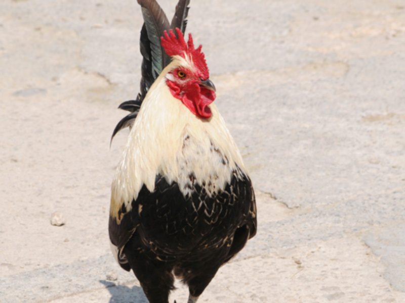 Chickens