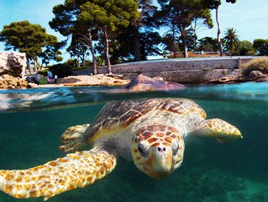 Association Marineland