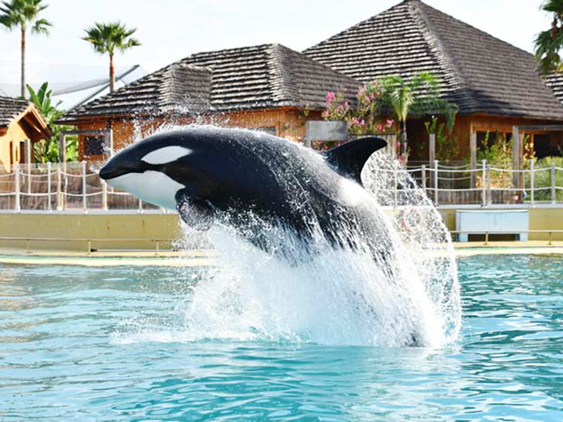 Marineland Killer Whale